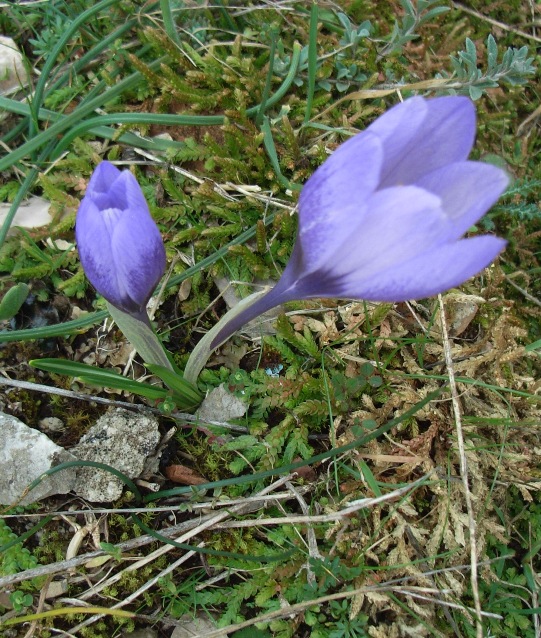 Crocus neapolitanus